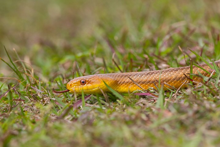 Everglades Leopardnatter Pantherophis alleghaniensis Chicken Snake